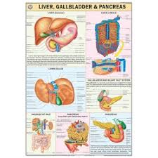 CHART HUMAN LIVER/GALLBLADDER/PANCREAS