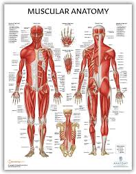 CHART HUMAN MUSCULAR SYSTEM