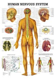 CHART HUMAN NERVOUS SYSTEM