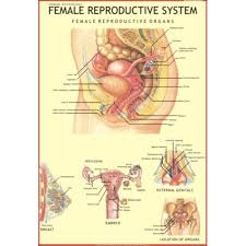 CHART HUMAN REPRODUCTIVE SYSTEM FEMALE