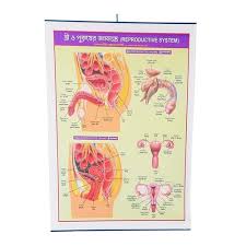 CHART HUMAN REPRODUCTIVE SYSTEM MALE