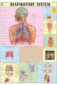 CHART HUMAN RESPIRATORY SYSTEM