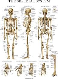 CHART HUMAN SKELETON SYSTEM