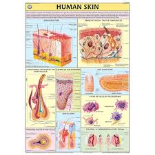 CHART HUMAN SKIN 70X100CM