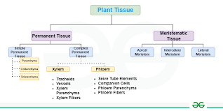 CHART PLANT TISSUE
