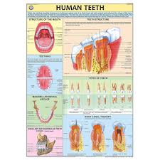 CHART HUMAN TEETH