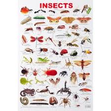 CHART INSECT