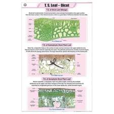 CHART LEAF DICOT ONLY
