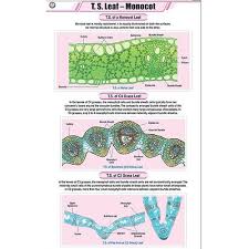 CHART LEAF MONOCOT ONLY