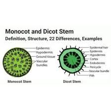 CHART LEAF DICOT/MONOCOT COMBINED