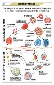 CHART MALARIA PARASITE