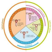 CHART MENSTRUAL CYCLE IN WOMEN