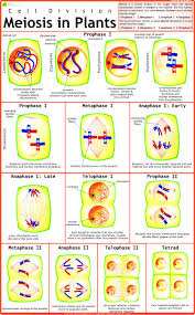 CHART MEIOSIS IN PLANTS