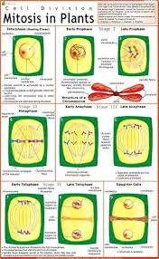 CHART MITOSIS IN PLANTS