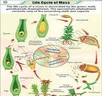 CHART MOSS