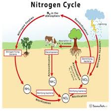 CHART NITROGEN CYCLE