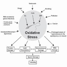 CHART OXYGEN & REPRODUCTION