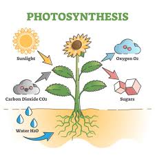 CHART PHOTOSYNTHESIS