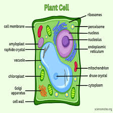 CHART PLANT CELL