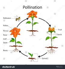 CHART POLLINATION