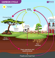 CHART CARBON CYCLE