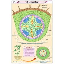 CHART ROOT DICOT ONLY