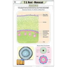 CHART ROOT MONOCOT ONLY