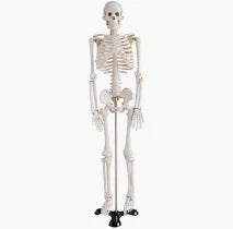 HUMAN SKELETON 85CM CHINA